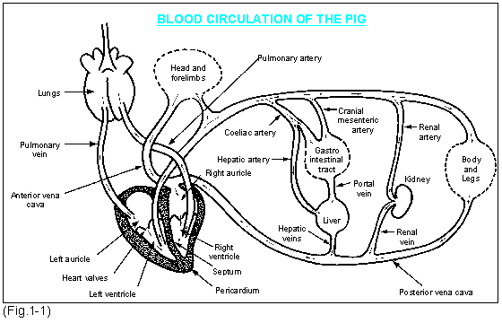 pig heart blood flow diagram