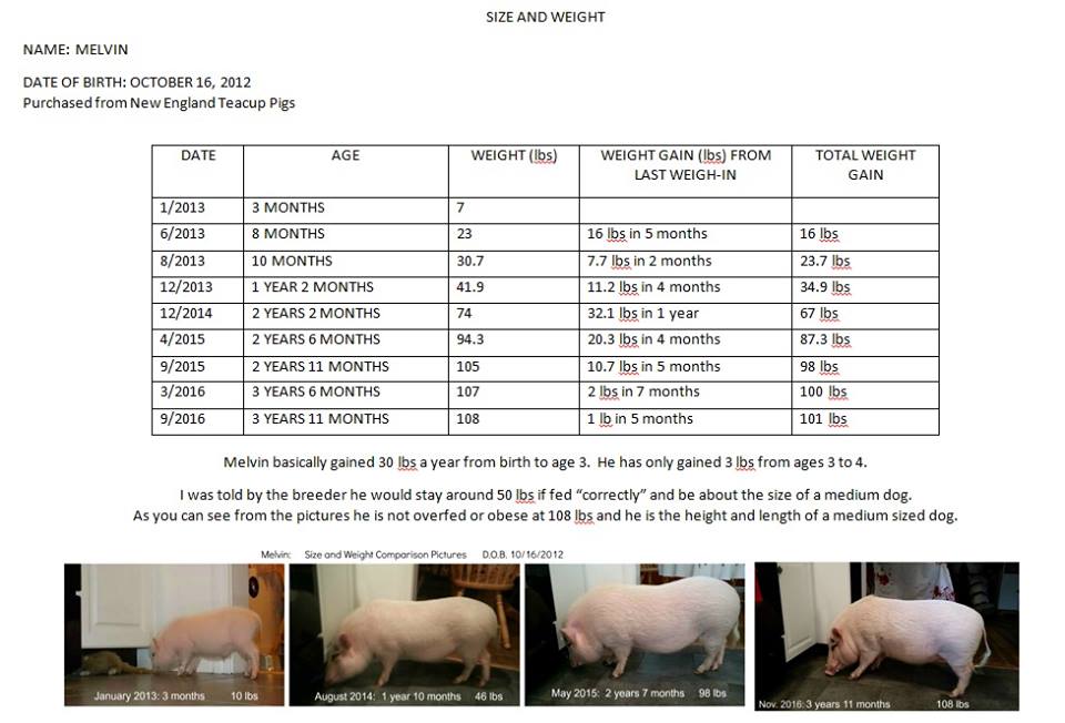 Realistic Growth & Sizes Of "Mini Pigs" Mini Pig Info