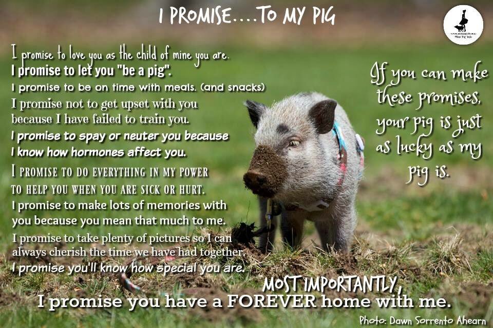 Promises to pet pig