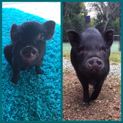 1 year old pot belly pig