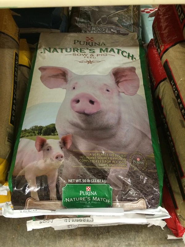 Mini Pig Nutrition Are You Feeding Your Pig Right Mini Pig Info