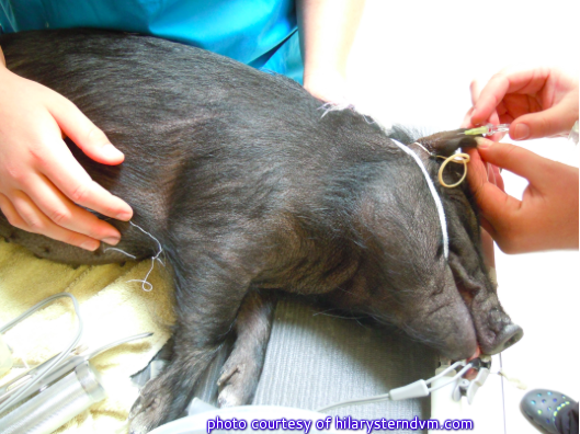 Veterinarians Willing To See Mini Pigs - Mini Pig Info