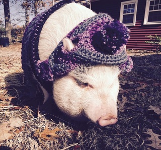 baby pig in clothes