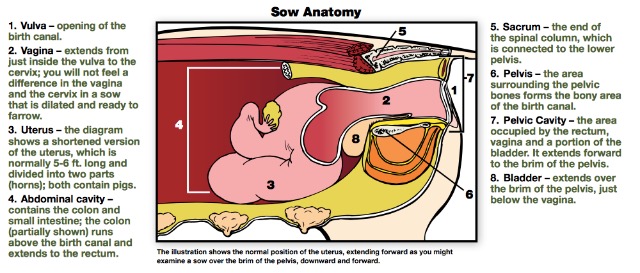 Pig Anatomy and Terminology - Mini Pig Info