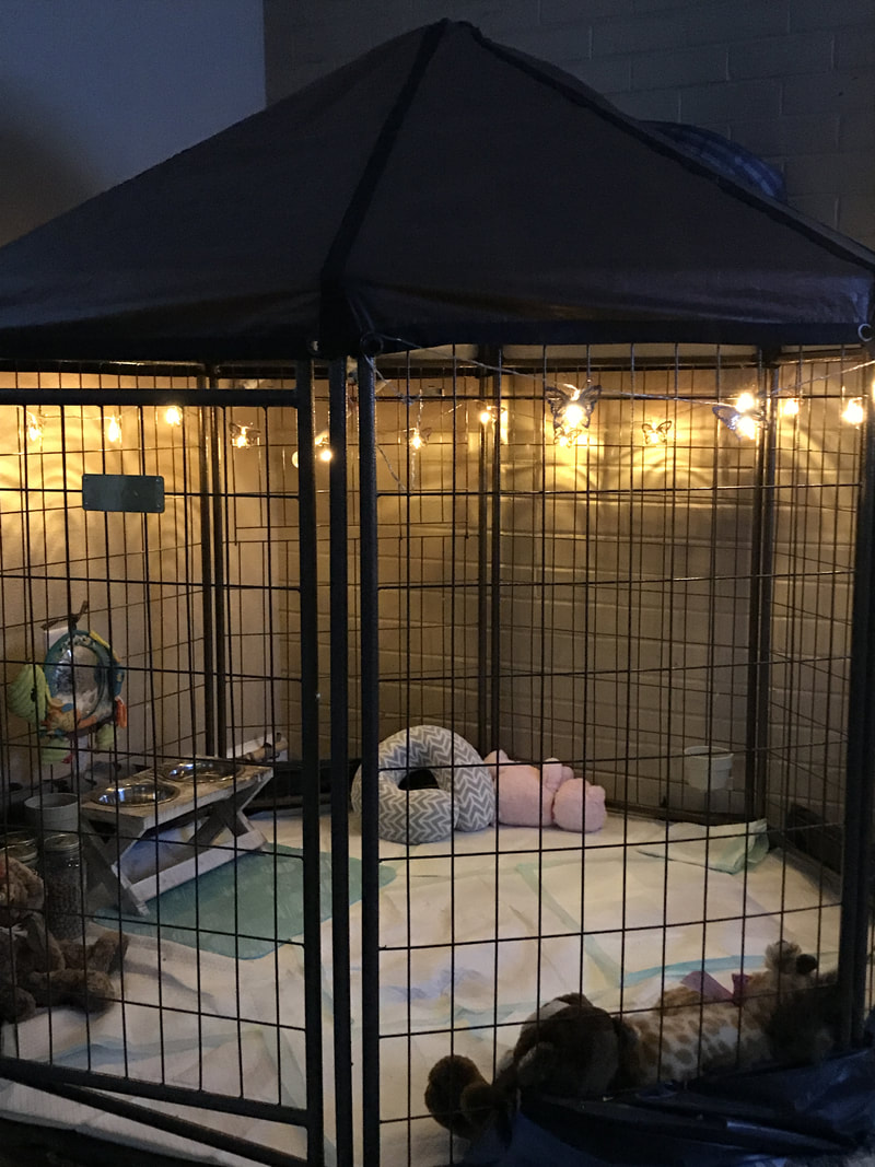 indoor pig mini pet rabbit bunny cages pen pigs pens cage dog guinea diy puppy spaces minipiginfo inspiration enclosure pets