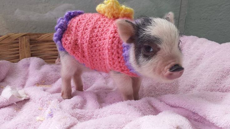 pink mini pig